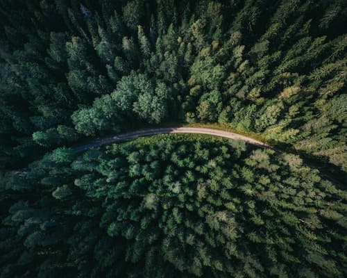 Forêt de pins des Landes ancrage local développeur web freelance